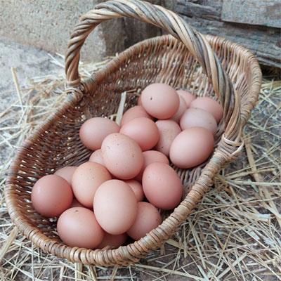 Nos Oeufs de l'Abrepîn