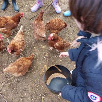 Poules Abrepin