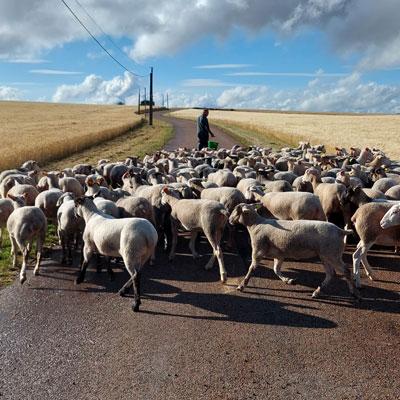 Troupeau De Moutons Abrepin