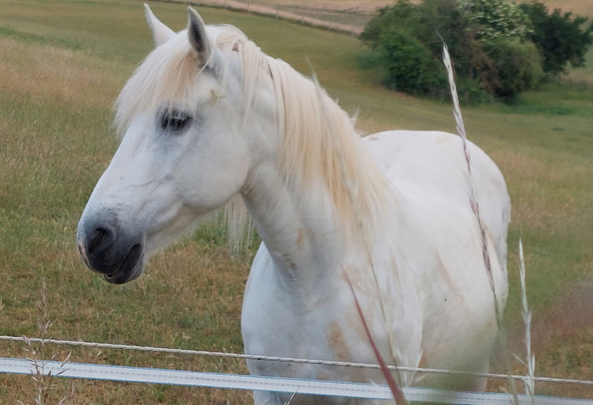 Cheval