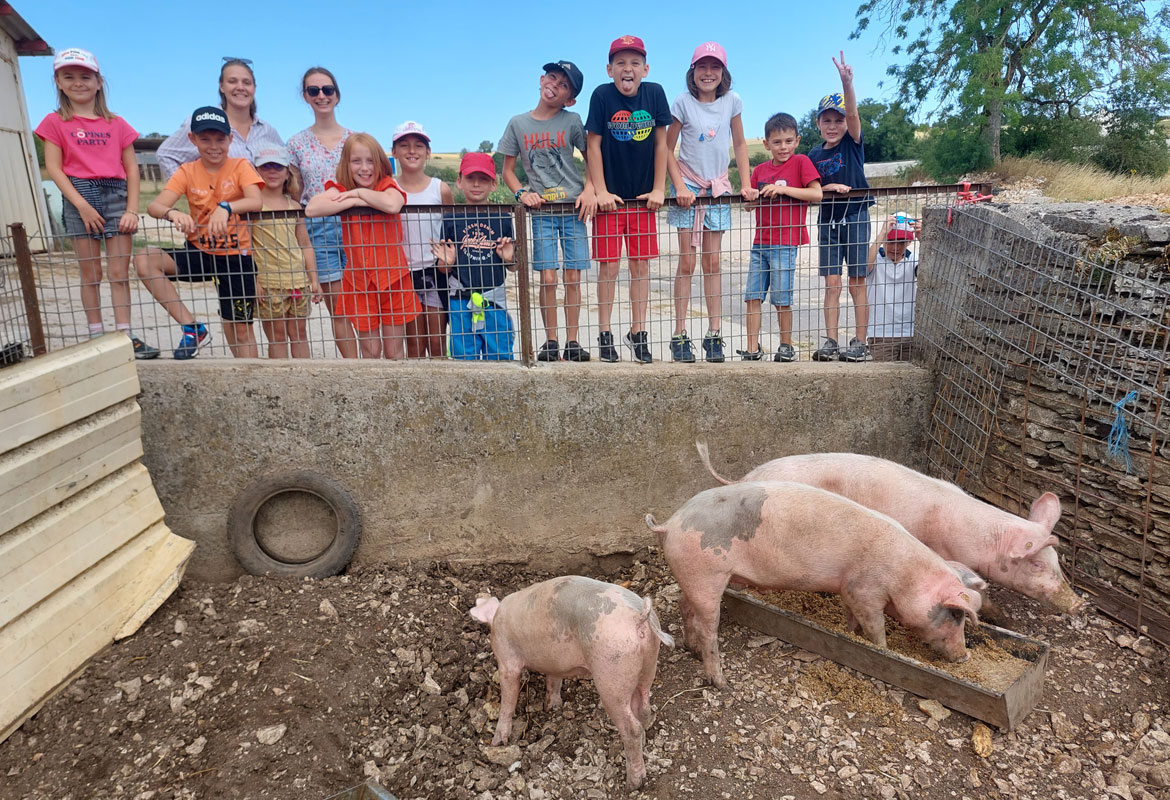 Les enfants découvrent les cochons