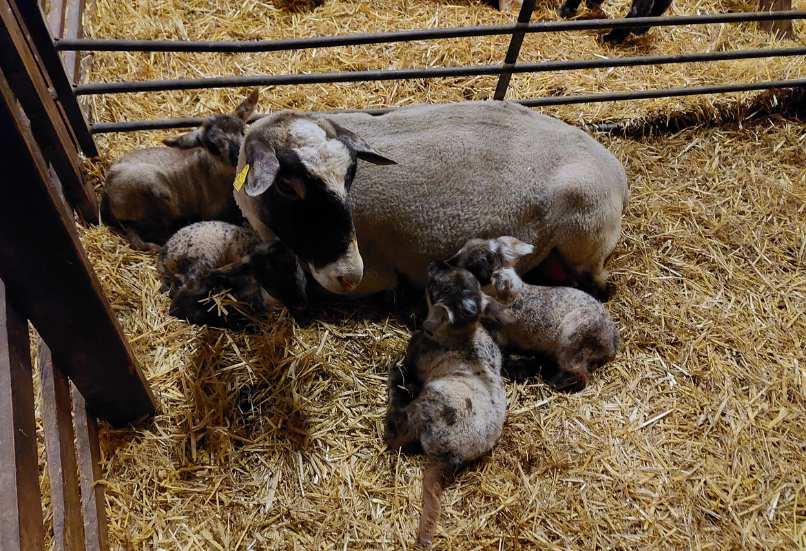 Les agneaux avec leur maman