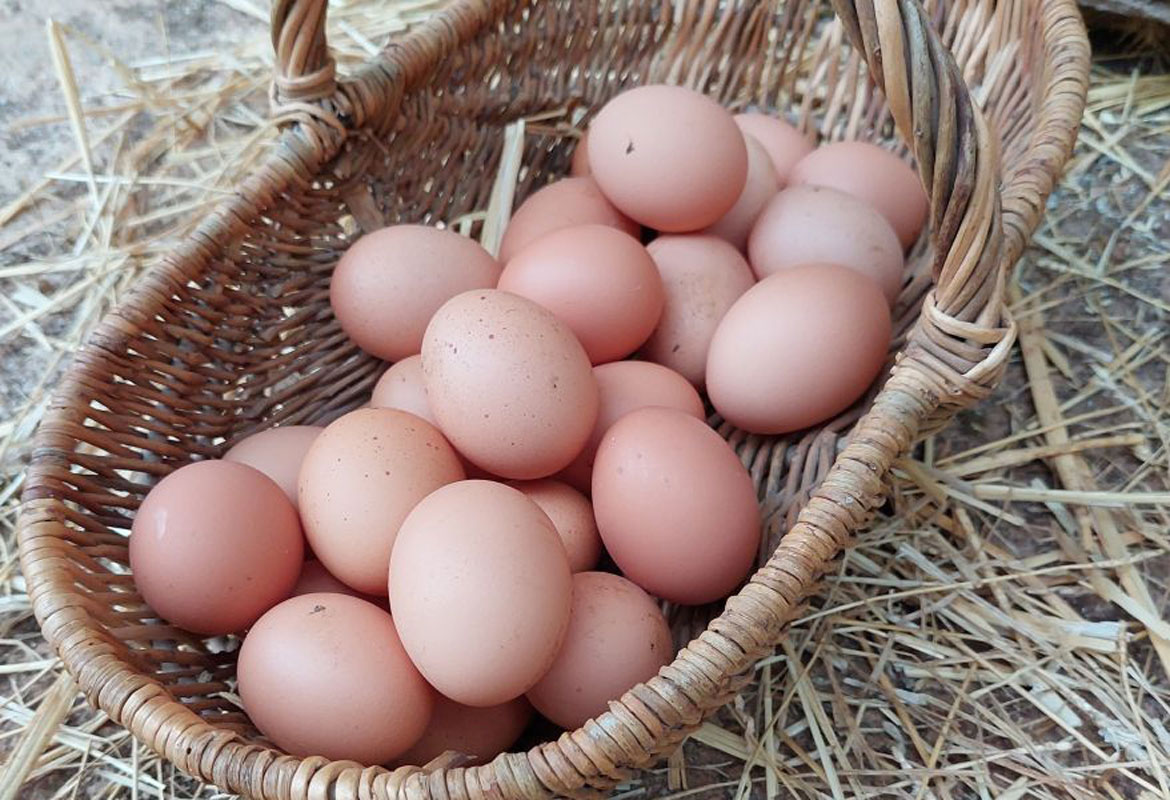 Les bons oeufs de la ferme