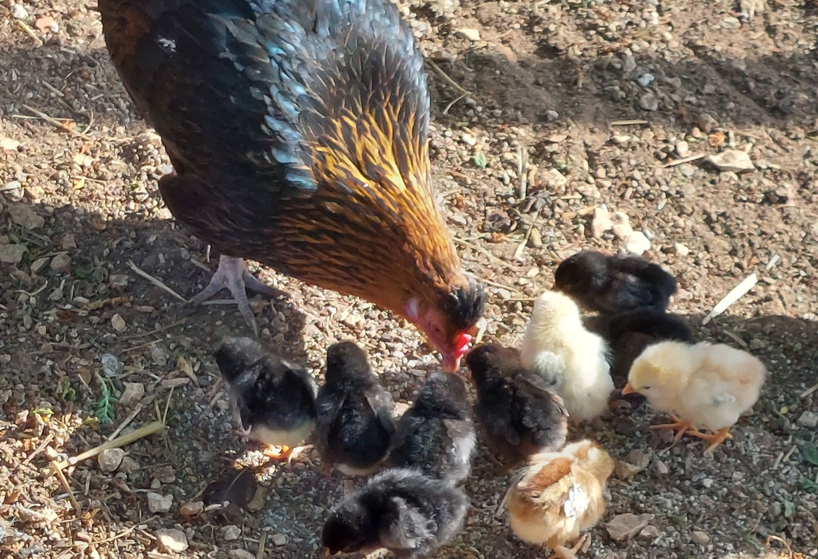 Poule et poussins
